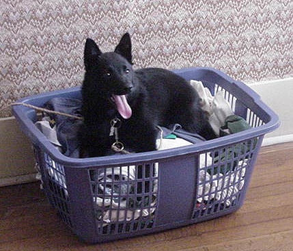 I like laying in the clothes basket.