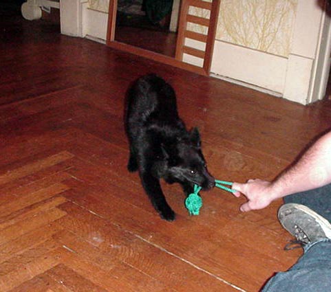 My favorite game: Tug!