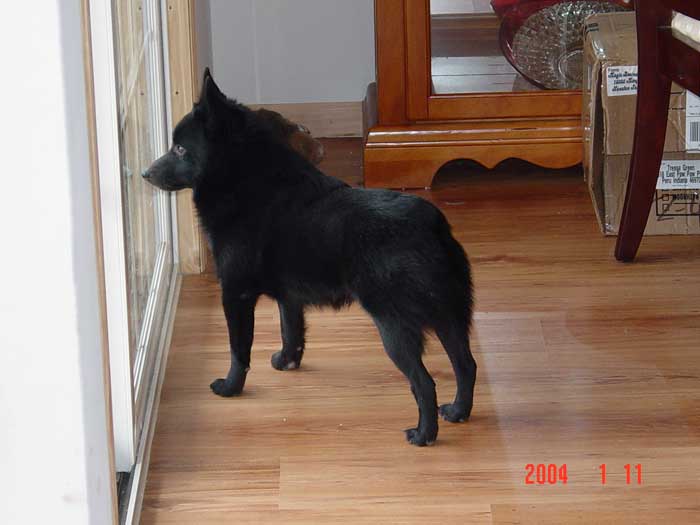 Austin on guard duty.