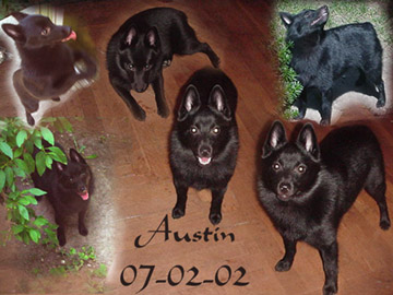 Austin's Collage