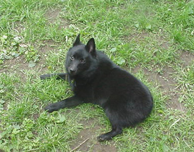 Takin' a break after wrestling with Phebe.