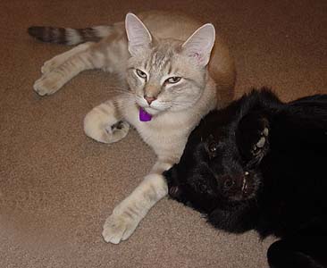 Bullet and Emmett